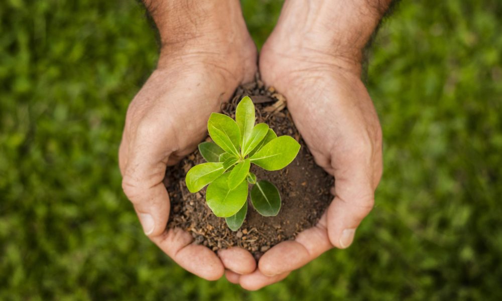 close-up-soil-sprout