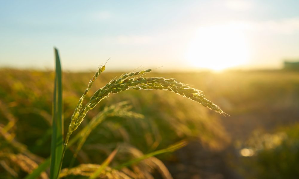 Detail of the rice plant at sunset in Valencia, with the plantation out of focus. Rice grains in plant seed.